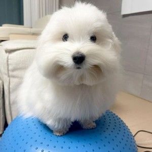 Meet your Posher, Rowan